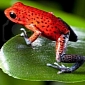 Strawberry Frog Dad Takes Care of Its Youngster [Video]