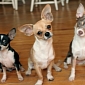 Stray Chihuahuas Invade Arizona Neighborhood