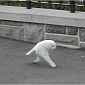 Street View Half-Cat, a Hoax