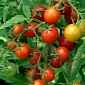Stressed Tomatoes Are Tastier, More Nutritious