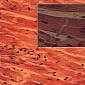 Structure of Heart Muscle Fibers Revealed in New Details