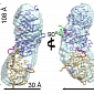 Structure of Kinase Complexes Revealed