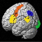 Study Confirms Males/Females Use Different Parts of Brain in Language & Visuospatial Tasks