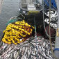 Study: Critical Indicator of Fishery Health Misleading