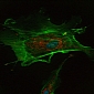 Study Improves Stem Cells Bioprinting Technology
