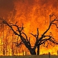 Study Shows That Wildfires Release Carbon Stored in Forests