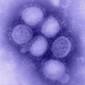 Study: Swine Flu Affects Even the Guts