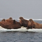 Studying How Walruses Respond to Ice Loss