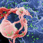 Studying the Early Immune Response to HIV Infections