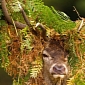 Stunning Image Shows a Buck Dressing Up Its Antlers