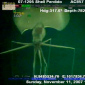 Submarine Captures Alien-looking Squid on Tape