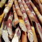 Sugar Cane Paper Helps the Industry Go Green