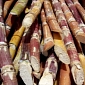 Sugarcane Can Be Turned into a Cold-Tolerant, Oil-Producing Crop