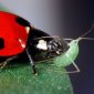 Suicide Bombers in the Chemical Insect War