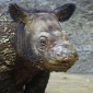 Sumatran Rhino Baby Born in an Indonesian Sanctuary