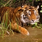 Sumatran Tiger Kills Farmer in Indonesia, Locals Wish to See the Animal Dead