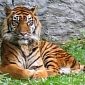 Sumatran Tigers Kill a Hunter, Trap Five Others in a Tree