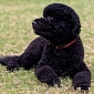 Sunny, the Obamas' New Dog, Believed to Have Cost Some $2,300 (€1,723)