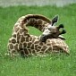 Super Cool Photos Show How Giraffes Sleep