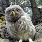 Super Cute Baby Owls Are Mesmerized by GoPro Camera – Video