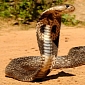 Surgeon Operates on Cobra and Saves Its Life