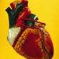 Surgery to Reshape the Heart Ineffective
