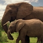 Survey: People in NY Are in Favor of a Permanent State Ban on Ivory Sales