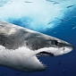 Survey: Shark Cull Condemned by Majority of Folks in Australia