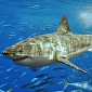 Survivors of Shark Attacks Join in on Conservation Projects