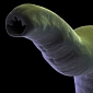 Swallowing Live Worms Could Help Treat Disease