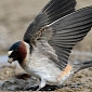 Swallows Are Growing Shorter Wings, Study Finds