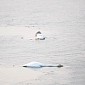Swan Caught on Camera Drowning Itself in a Lake in China