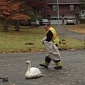 Swan Rescued After Hurricane Sandy Leaves It Exhausted, Confused