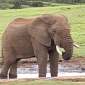 Swimmers Share Pool with Thirsty African Elephant [Video]