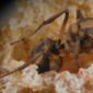 Symbiotic Fungus Does Not Depend on Fungus-Farming Ants for Reproduction