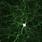 Synapses Provide Inspiration for New Transistors
