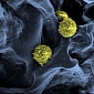 Synthetic Bone Marrow Developed by German Researchers