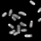 Synthetic Mammalian Cells Carry Single Chromosome Set