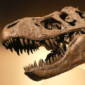 T. Rex Proteins Survive for 68 Million Years
