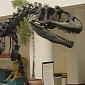 T. Rex's Smaller Cousin, the Allosaurus, Ate like a Falcon