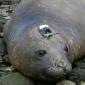 Tagged Huge Elephant Seals Investigate the Deep Sea of Antarctica