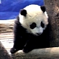 Taiwan's First Panda Cub Makes Its Public Debut