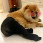 Taking Photos of Dogs in Pantyhose Becomes a Meme in China