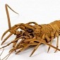 Talented Carver Creates Hyper-Realistic Wooden Lobster