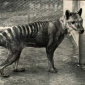 Tasmanian Tiger Genes Inserted in Mice DNA for Study