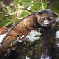 Teddy Bear-like Carnivorous Mammal Discovered in the Andes