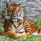 Teen Killed by Tiger, Greenpeace Blames Deforestation