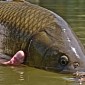 Teenager Catches 40Lb (18Kg) Carp with Bare Hands on Flooded Street – Video