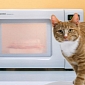 Teenager Microwaves His Cat, Believes the Cat Is Talking to Him