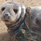Teenager Rescues Seal Pup Entangled in Fishing Gear
